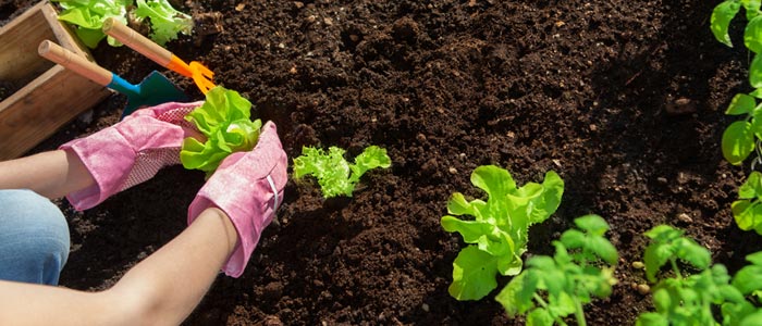 Use The Best Potting Soil to Grow Healthy Vegetables
